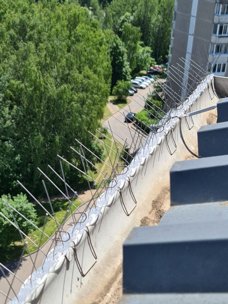 Profesionali apsauga nuo paukščių - Naikinta.lt
