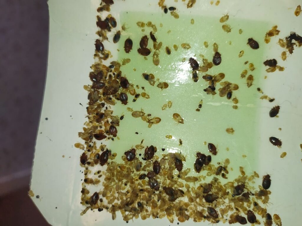 kaip atrodo blakės?