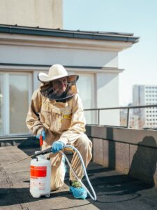 Širšių naikinimas Lietuvoje